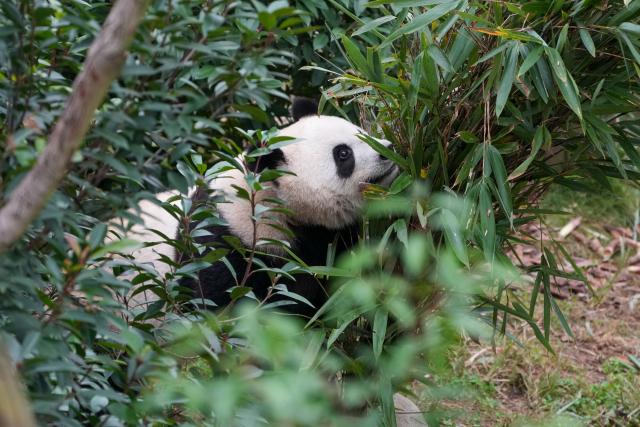 (251107) -- CHENGDU, Nov. 7, 2025 (Xinhua) -- A giant panda is pictured at Chengdu Research Base of Giant Panda Breeding in Chengdu, southwest China's Sichuan Province, Oct. 30, 2025. (Xinhua/Xu Bingjie)