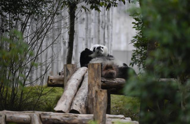 (251107) -- CHENGDU, Nov. 7, 2025 (Xinhua) -- Giant panda "Xi Lun" is pictured at Chengdu Research Base of Giant Panda Breeding in Chengdu, southwest China's Sichuan Province, Oct. 30, 2025. (Xinhua/Bao Feifei)