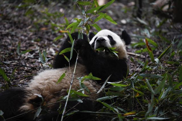 (251107) -- CHENGDU, Nov. 7, 2025 (Xinhua) -- A giant panda eats bamboos at Chengdu Research Base of Giant Panda Breeding in Chengdu, southwest China's Sichuan Province, Oct. 30, 2025. (Xinhua/Bao Feifei)