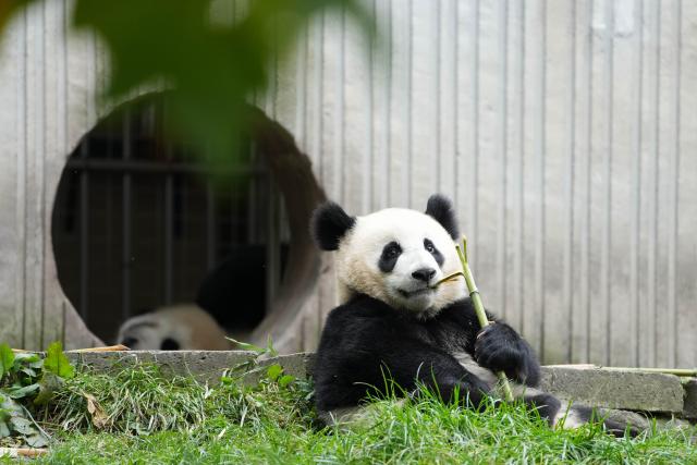 (251107) -- CHENGDU, Nov. 7, 2025 (Xinhua) -- Giant panda "Can Yang" eats bamboos at the Shenshuping giant panda base of Wolong National Nature Reserve in southwest China's Sichuan Province, Nov. 6, 2025. (Xinhua/Xu Bingjie)
