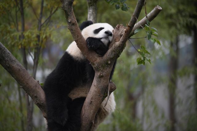 (251107) -- CHENGDU, Nov. 7, 2025 (Xinhua) -- A giant panda rests on a tree at Chengdu Research Base of Giant Panda Breeding in Chengdu, southwest China's Sichuan Province, Oct. 30, 2025. (Xinhua/Bao Feifei)