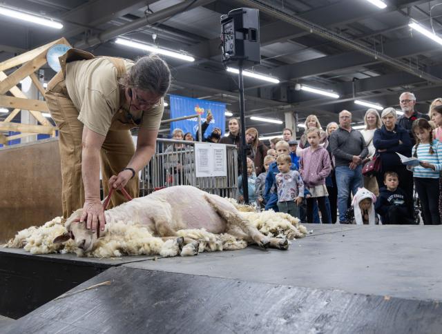 (251108) -- TORONTO, Nov. 8, 2025 (Xinhua) -- People view a sheep shearing demonstration at the 2025 Royal Agricultural Winter Fair in Toronto, Canada, on Nov. 7, 2025. This annual event kicked off here on Friday and will last until Nov. 16 this year, with displays of fruits and vegetables, poultry and livestock, as well as educational activities. (Photo by Zou Zheng/Xinhua)