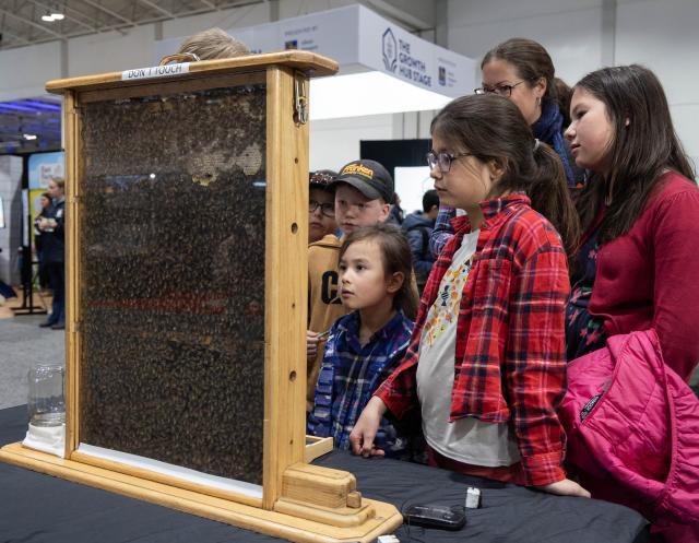 (251108) -- TORONTO, Nov. 8, 2025 (Xinhua) -- People view bees at the 2025 Royal Agricultural Winter Fair in Toronto, Canada, on Nov. 7, 2025. This annual event kicked off here on Friday and will last until Nov. 16 this year, with displays of fruits and vegetables, poultry and livestock, as well as educational activities. (Photo by Zou Zheng/Xinhua)