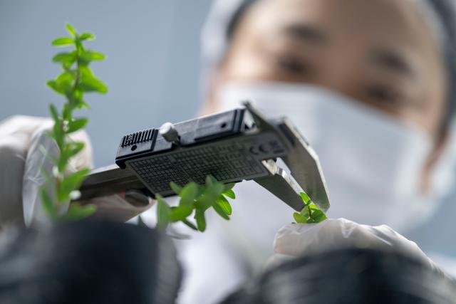 (251108) -- FUYUAN, Nov. 8, 2025 (Xinhua) -- A staff member measures the leaf length of cranberry seedlings at a cranberry R&D center in Fuyuan City, northeast China's Heilongjiang Province, Nov. 6, 2025. Located in the easternmost of China's land territory, Fuyuan City boasts an ideal environment and ecosystem for cranberry cultivation.
   Cranberries used to be sourced mainly from North America, but Fuyuan City has made breakthroughs since 2014 in the production of cranberries via cooperation among the government, companies, research institutions and colleges. Once deserted experimental fields in the city have been transformed into the biggest planting base for cranberries in China.
  Recent years saw Fuyuan City further extending the industrial chain of cranberries to enrich the product line ranging from juice and ice cream to beer and cosmetics, which now serves as a major cash cow to the local economy. 
   Expanded production scale made both the fruit and its products increasingly affordable to ordinary families. (Xinhua/Zhang Tao)