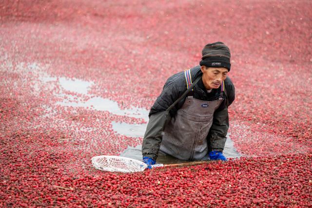 (251108) -- FUYUAN, Nov. 8, 2025 (Xinhua) -- A staff member harvests cranberries at a cranberry planting base in Fuyuan City, northeast China's Heilongjiang Province, Nov. 6, 2025. Located in the easternmost of China's land territory, Fuyuan City boasts of an ideal environment and ecosystem for cranberry cultivation.
   Cranberries used to be sourced mainly from North America, but Fuyuan City has made breakthroughs since 2014 in the production of cranberries via cooperation among the government, companies, research institutions and colleges. Once deserted experimental fields in the city have been transformed into the biggest planting base for cranberries in China.
  Recent years saw Fuyuan City further extending the industrial chain of cranberries to enrich the product line ranging from juice and ice cream to beer and cosmetics, which now serves as a major cash cow to the local economy. 
   Expanded production scale made both the fruit and its products increasingly affordable to ordinary families. (Xinhua/Zhang Tao)