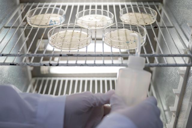 (251108) -- FUYUAN, Nov. 8, 2025 (Xinhua) -- A staff member checks the condition of cranberry seeds at a cranberry R&D center in Fuyuan City, northeast China's Heilongjiang Province, Nov. 6, 2025. Located in the easternmost of China's land territory, Fuyuan City boasts of an ideal environment and ecosystem for cranberry cultivation.
   Cranberries used to be sourced mainly from North America, but Fuyuan City has made breakthroughs since 2014 in the production of cranberries via cooperation among the government, companies, research institutions and colleges. Once deserted experimental fields in the city have been transformed into the biggest planting base for cranberries in China.
  Recent years saw Fuyuan City further extending the industrial chain of cranberries to enrich the product line ranging from juice and ice cream to beer and cosmetics, which now serves as a major cash cow to the local economy. 
   Expanded production scale made both the fruit and its products increasingly affordable to ordinary families. (Xinhua/Zhang Tao)