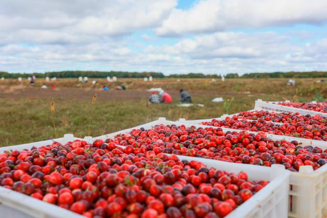 (251108) -- FUYUAN, Nov. 8, 2025 (Xinhua) -- Boxes of cranberries are seen at a cranberry planting base in Fuyuan City, northeast China's Heilongjiang Province, Sept. 26, 2025. Located in the easternmost of China's land territory, Fuyuan City boasts of an ideal environment and ecosystem for cranberry cultivation.
   Cranberries used to be sourced mainly from North America, but Fuyuan City has made breakthroughs since 2014 in the production of cranberries via cooperation among the government, companies, research institutions and colleges. Once deserted experimental fields in the city have been transformed into the biggest planting base for cranberries in China.
  Recent years saw Fuyuan City further extending the industrial chain of cranberries to enrich the product line ranging from juice and ice cream to beer and cosmetics, which now serves as a major cash cow to the local economy. 
   Expanded production scale made both the fruit and its products increasingly affordable to ordinary families. (Photo by Han Rui/Xinhua)