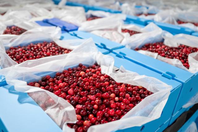 (251108) -- FUYUAN, Nov. 8, 2025 (Xinhua) -- Cranberries ready to be packed are pictured at a cranberry workshop in Fuyuan City, northeast China's Heilongjiang Province, Nov. 6, 2025. Located in the easternmost of China's land territory, Fuyuan City boasts of an ideal environment and ecosystem for cranberry cultivation.
   Cranberries used to be sourced mainly from North America, but Fuyuan City has made breakthroughs since 2014 in the production of cranberries via cooperation among the government, companies, research institutions and colleges. Once deserted experimental fields in the city have been transformed into the biggest planting base for cranberries in China.
  Recent years saw Fuyuan City further extending the industrial chain of cranberries to enrich the product line ranging from juice and ice cream to beer and cosmetics, which now serves as a major cash cow to the local economy. 
   Expanded production scale made both the fruit and its products increasingly affordable to ordinary families. (Xinhua/Zhang Tao)