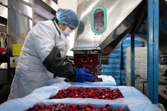 (251108) -- FUYUAN, Nov. 8, 2025 (Xinhua) -- A staff member packs cranberries at a cranberry workshop in Fuyuan City, northeast China's Heilongjiang Province, Nov. 6, 2025. Located in the easternmost of China's land territory, Fuyuan City boasts of an ideal environment and ecosystem for cranberry cultivation.
   Cranberries used to be sourced mainly from North America, but Fuyuan City has made breakthroughs since 2014 in the production of cranberries via cooperation among the government, companies, research institutions and colleges. Once deserted experimental fields in the city have been transformed into the biggest planting base for cranberries in China.
  Recent years saw Fuyuan City further extending the industrial chain of cranberries to enrich the product line ranging from juice and ice cream to beer and cosmetics, which now serves as a major cash cow to the local economy. 
   Expanded production scale made both the fruit and its products increasingly affordable to ordinary families. (Xinhua/Zhang Tao)