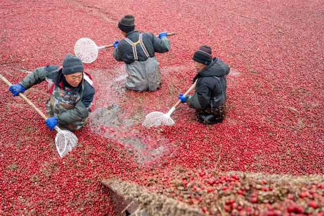 (251108) -- FUYUAN, Nov. 8, 2025 (Xinhua) -- Staff members harvest cranberries at a cranberry planting base in Fuyuan City, northeast China's Heilongjiang Province, Nov. 6, 2025. Located in the easternmost of China's land territory, Fuyuan City boasts of an ideal environment and ecosystem for cranberry cultivation.
   Cranberries used to be sourced mainly from North America, but Fuyuan City has made breakthroughs since 2014 in the production of cranberries via cooperation among the government, companies, research institutions and colleges. Once deserted experimental fields in the city have been transformed into the biggest planting base for cranberries in China.
  Recent years saw Fuyuan City further extending the industrial chain of cranberries to enrich the product line ranging from juice and ice cream to beer and cosmetics, which now serves as a major cash cow to the local economy. 
   Expanded production scale made both the fruit and its products increasingly affordable to ordinary families. (Xinhua/Zhang Tao)