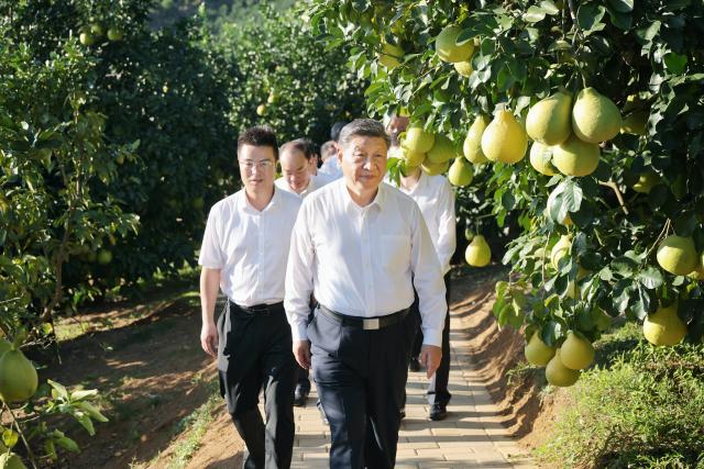 (251108) -- GUANGZHOU, Nov. 8, 2025 (Xinhua) -- Chinese President Xi Jinping, also general secretary of the Communist Party of China Central Committee and chairman of the Central Military Commission, tours a pomelo growing base in Meizhou City, south China's Guangdong Province, Nov. 7, 2025. Xi made an inspection tour in south China's Guangdong Province on Friday and Saturday. (Photo by Xiao Yi/Xinhua)