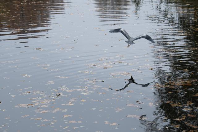(251109) -- BERLIN, Nov. 9, 2025 (Xinhua) -- A grey heron flies at the Charlottenburg Palace Garden in Berlin, Germany, Nov. 8, 2025. (Xinhua/Zhang Haofu)