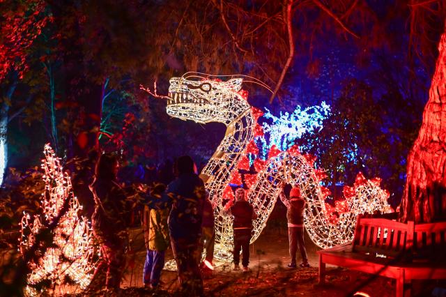 (251109) -- WARSAW, Nov. 9, 2025 (Xinhua) -- A light installation is seen at the "Magical Botanical Garden" light show at the University of Warsaw Botanical Garden in Warsaw, Poland on Nov. 8, 2025.
  The show opened here Saturday night and will run through mid-February 2026. (Photo by Aleksy Witwicki/Xinhua)