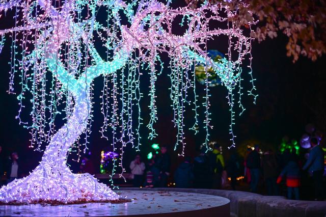 (251109) -- WARSAW, Nov. 9, 2025 (Xinhua) -- A light installation is seen at the "Magical Botanical Garden" light show at the University of Warsaw Botanical Garden in Warsaw, Poland on Nov. 8, 2025.
  The show opened here Saturday night and will run through mid-February 2026. (Photo by Aleksy Witwicki/Xinhua)