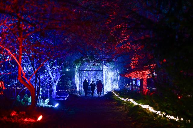(251109) -- WARSAW, Nov. 9, 2025 (Xinhua) -- People visit the "Magical Botanical Garden" light show at the University of Warsaw Botanical Garden in Warsaw, Poland on Nov. 8, 2025.
  The show opened here Saturday night and will run through mid-February 2026. (Photo by Aleksy Witwicki/Xinhua)