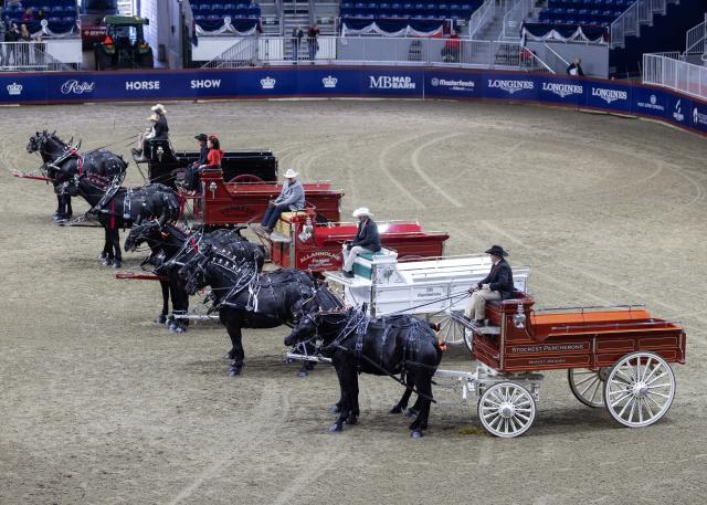 (251109) -- TORONTO, Nov. 9, 2025 (Xinhua) -- Percheron two-horse teams compete at the 2025 Royal Horse Show in Toronto, Canada, on Nov. 8, 2025. With various equestrian-based competitions and shows, the annual event is held here from Nov. 7 to 16 this year. (Photo by Zou Zheng/Xinhua)