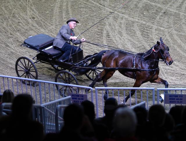 (251109) -- TORONTO, Nov. 9, 2025 (Xinhua) -- A single road horse team competes at the 2025 Royal Horse Show in Toronto, Canada, on Nov. 8, 2025. With various equestrian-based competitions and shows, the annual event is held here from Nov. 7 to 16 this year. (Photo by Zou Zheng/Xinhua)