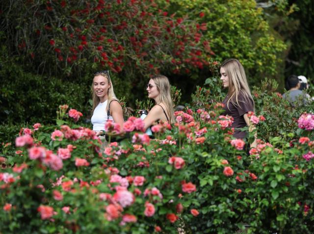 (251109) -- AUCKLAND, Nov. 9, 2025 (Xinhua) -- People visit the Parnell Rose Garden in Auckland, New Zealand, Nov. 9, 2025. (Xinhua/Long Lei)