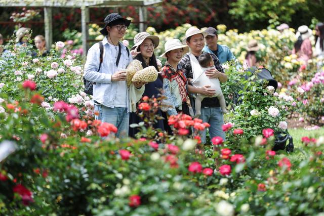 (251109) -- AUCKLAND, Nov. 9, 2025 (Xinhua) -- People visit the Parnell Rose Garden in Auckland, New Zealand, Nov. 9, 2025. (Xinhua/Long Lei)