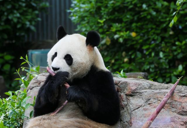 (251110) -- ADELAIDE, Nov. 10, 2025 (Xinhua) -- Giant panda Yilan eats bamboos at Adelaide Zoo in Adelaide, Australia, Nov. 10, 2025. The giant panda pair Xingqiu, a male, and Yilan, a female, arrived in Adelaide on Dec. 15, 2024. According to the contract, they will spend ten years at Adelaide Zoo, replacing the pair Wangwang and Funi who returned to China last November after 15 years in Australia. (Xinhua/Ma Ping)
