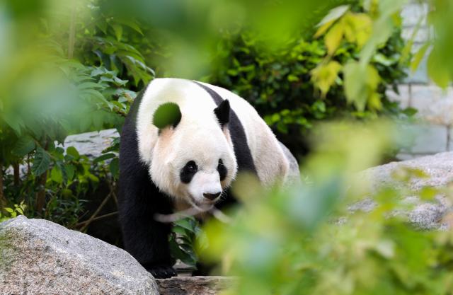 (251110) -- ADELAIDE, Nov. 10, 2025 (Xinhua) -- Giant panda Xingqiu takes a walk at Adelaide Zoo in Adelaide, Australia, Nov. 10, 2025. The giant panda pair Xingqiu, a male, and Yilan, a female, arrived in Adelaide on Dec. 15, 2024. According to the contract, they will spend ten years at Adelaide Zoo, replacing the pair Wangwang and Funi who returned to China last November after 15 years in Australia. (Xinhua/Ma Ping)
