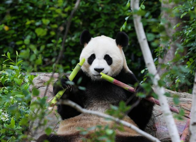 (251110) -- ADELAIDE, Nov. 10, 2025 (Xinhua) -- Giant panda Yilan eats bamboos at Adelaide Zoo in Adelaide, Australia, Nov. 10, 2025. The giant panda pair Xingqiu, a male, and Yilan, a female, arrived in Adelaide on Dec. 15, 2024. According to the contract, they will spend ten years at Adelaide Zoo, replacing the pair Wangwang and Funi who returned to China last November after 15 years in Australia. (Xinhua/Ma Ping)