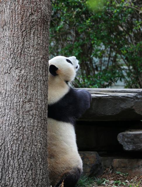 (251110) -- ADELAIDE, Nov. 10, 2025 (Xinhua) -- Giant panda Yilan is pictured at Adelaide Zoo in Adelaide, Australia, Nov. 10, 2025. The giant panda pair Xingqiu, a male, and Yilan, a female, arrived in Adelaide on Dec. 15, 2024. According to the contract, they will spend ten years at Adelaide Zoo, replacing the pair Wangwang and Funi who returned to China last November after 15 years in Australia. (Xinhua/Ma Ping)