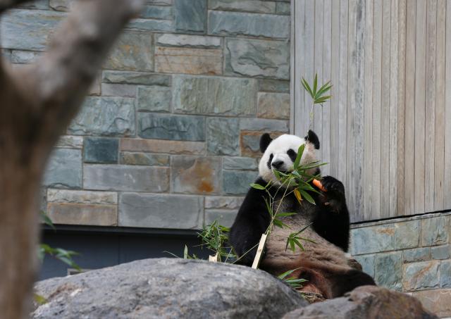 (251110) -- ADELAIDE, Nov. 10, 2025 (Xinhua) -- Giant panda Xingqiu eats carrot and bamboo at Adelaide Zoo in Adelaide, Australia, Nov. 10, 2025. The giant panda pair Xingqiu, a male, and Yilan, a female, arrived in Adelaide on Dec. 15, 2024. According to the contract, they will spend ten years at Adelaide Zoo, replacing the pair Wangwang and Funi who returned to China last November after 15 years in Australia. (Xinhua/Ma Ping)
