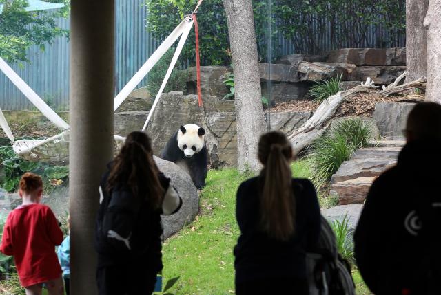 (251110) -- ADELAIDE, Nov. 10, 2025 (Xinhua) -- Tourists look at giant panda Yilan at Adelaide Zoo in Adelaide, Australia, Nov. 10, 2025. The giant panda pair Xingqiu, a male, and Yilan, a female, arrived in Adelaide on Dec. 15, 2024. According to the contract, they will spend ten years at Adelaide Zoo, replacing the pair Wangwang and Funi who returned to China last November after 15 years in Australia. (Xinhua/Ma Ping)
