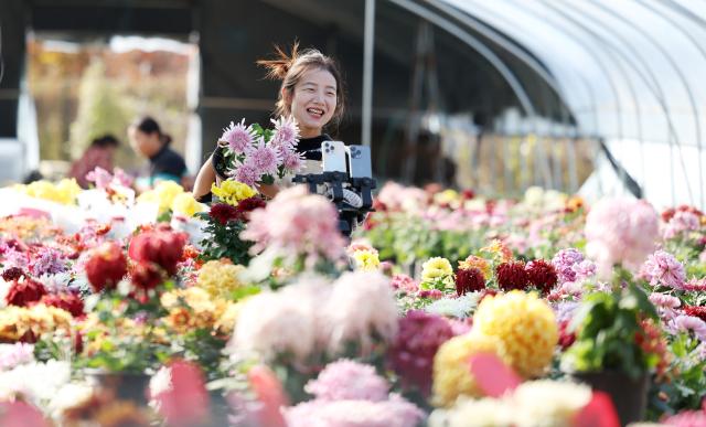 (251110) -- BEIJING, Nov. 10, 2025 (Xinhua) -- A staff member promotes chrysanthemum via live streaming in Tancheng County, east China's Shandong Province, Nov. 10, 2025. E-commerce and logistics companies across China are busy selling, packaging and delivering goods in the run-up to the annual "Double Eleven" shopping festival which falls on Nov. 11. (Photo by Zhang Chunlei/Xinhua)