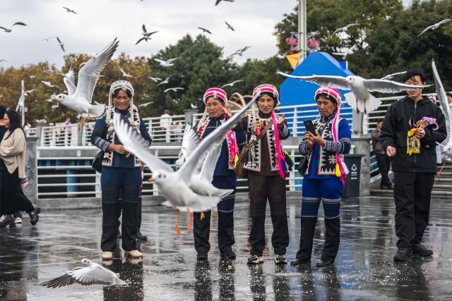 (251110) -- KUNMING, Nov. 10, 2025 (Xinhua) -- Tourists feed black-headed gulls at the Haigeng Dam in Kunming, southwest China's Yunnan Province, Nov. 10, 2025. Black-headed gulls migrate to Kunming for the warm weather there in winter. (Xinhua/Wang Guansen)