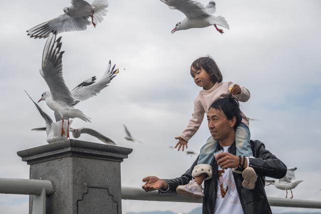(251110) -- KUNMING, Nov. 10, 2025 (Xinhua) -- Tourists feed black-headed gulls at the Haigeng Dam in Kunming, southwest China's Yunnan Province, Nov. 10, 2025. Black-headed gulls migrate to Kunming for the warm weather there in winter. (Xinhua/Wang Guansen)