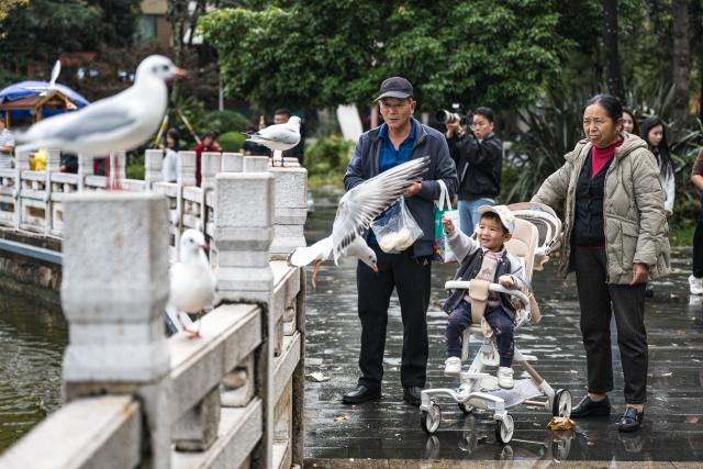 (251110) -- KUNMING, Nov. 10, 2025 (Xinhua) -- Tourists feed black-headed gulls at the Cuihu Park in Kunming, southwest China's Yunnan Province, Nov. 10, 2025. Black-headed gulls migrate to Kunming for the warm weather there in winter. (Xinhua/Wang Guansen)