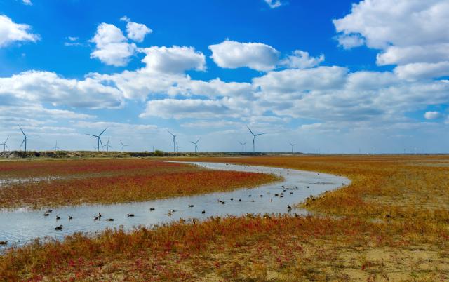(251110) -- BEIJING, Nov. 10, 2025 (Xinhua) -- A drone photo shows migratory birds resting on a wetland in Dongtai, east China's Jiangsu Province, Nov. 10, 2025. (Photo by Sun Jialu/Xinhua)