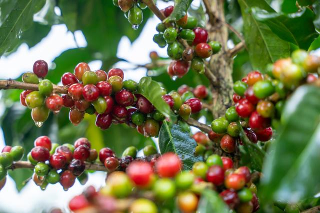 (251110) -- CHAMPASAK, Nov. 10, 2025 (Xinhua) -- This photo taken on Nov. 9, 2025 shows coffee beans at a coffee plantation in Champasak Province, Laos. Champasak Province is the main coffee-producing area of Laos. Boasting suitable climatic conditions and fertile volcanic soil, the area provides exceptional advantages for the growth of coffee trees. (Photo by Kaikeo Saiyasane/Xinhua)