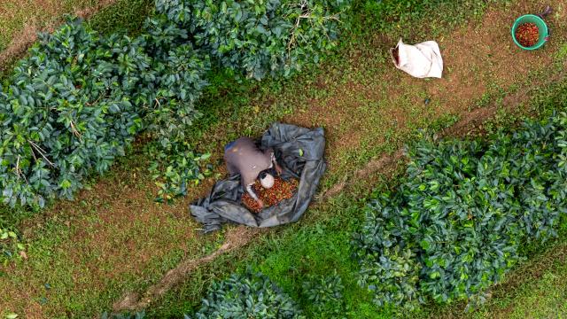 (251110) -- CHAMPASAK, Nov. 10, 2025 (Xinhua) -- This drone photo taken on Nov. 9, 2025 shows a farmer picking up coffee beans at a coffee plantation in Champasak Province, Laos. Champasak Province is the main coffee-producing area of Laos. Boasting suitable climatic conditions and fertile volcanic soil, the area provides exceptional advantages for the growth of coffee trees. (Photo by Kaikeo Saiyasane/Xinhua)
