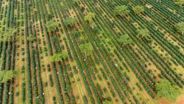 (251110) -- CHAMPASAK, Nov. 10, 2025 (Xinhua) -- This aerial drone photo taken on Nov. 9, 2025 shows a coffee plantation in Champasak Province, Laos. Champasak Province is the main coffee-producing area of Laos. Boasting suitable climatic conditions and fertile volcanic soil, the area provides exceptional advantages for the growth of coffee trees. (Photo by Kaikeo Saiyasane/Xinhua)