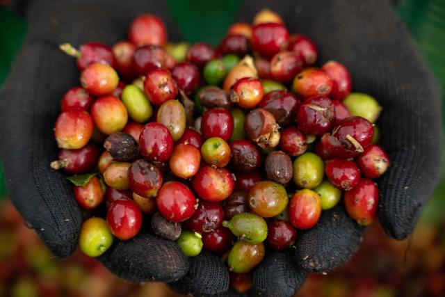 (251110) -- CHAMPASAK, Nov. 10, 2025 (Xinhua) -- A farmer demonstrates newly-picked coffee beans at a coffee plantation in Champasak Province, Laos, Nov. 9, 2025. Champasak Province is the main coffee-producing area of Laos. Boasting suitable climatic conditions and fertile volcanic soil, the area provides exceptional advantages for the growth of coffee trees. (Photo by Kaikeo Saiyasane/Xinhua)