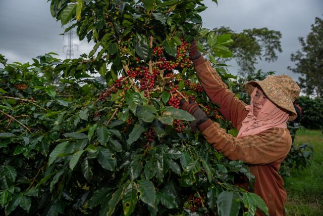 (251110) -- CHAMPASAK, Nov. 10, 2025 (Xinhua) -- A farmer picks up coffee beans at a coffee plantation in Champasak Province, Laos, Nov. 9, 2025. Champasak Province is the main coffee-producing area of Laos. Boasting suitable climatic conditions and fertile volcanic soil, the area provides exceptional advantages for the growth of coffee trees. (Photo by Kaikeo Saiyasane/Xinhua)