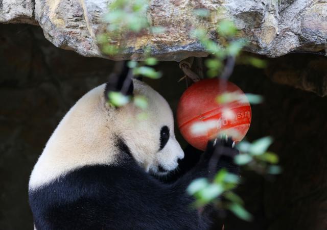 (251111) -- BEIJING, Nov. 11, 2025 (Xinhua) -- Giant panda Yilan plays with a toy at Adelaide Zoo in Adelaide, Australia, Nov. 10, 2025. The giant panda pair Xingqiu, a male, and Yilan, a female, arrived in Adelaide on Dec. 15, 2024. According to the contract, they will spend ten years at Adelaide Zoo, replacing the pair Wangwang and Funi who returned to China last November after 15 years in Australia. (Xinhua/Ma Ping)