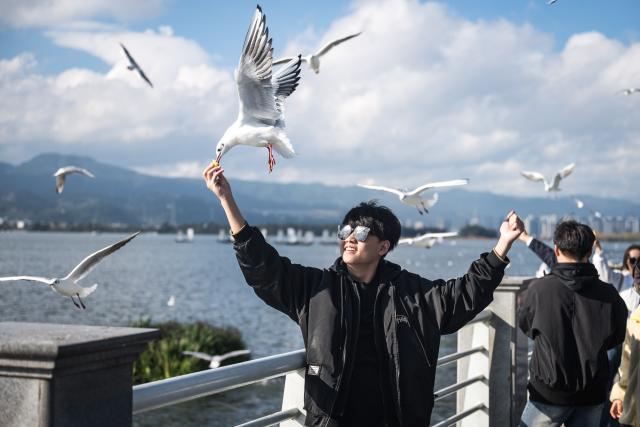 (251111) -- BEIJING, Nov. 11, 2025 (Xinhua) -- Tourists feed black-headed gulls at the Haigeng Dam in Kunming, southwest China's Yunnan Province, Nov. 10, 2025. Black-headed gulls migrate to Kunming for the warm weather there in winter. (Xinhua/Wang Guansen)