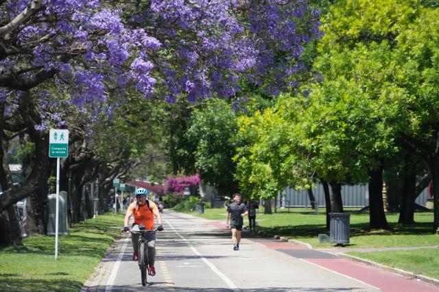(251111) -- BUENOS AIRES, Nov. 11, 2025 (Xinhua) -- A man rides a bike past a blooming jacaranda tree in Buenos Aires, Argentina, Nov. 10, 2025. (Xinhua/Zhang Duo)