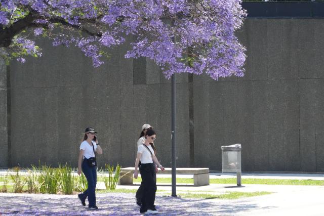 (251111) -- BUENOS AIRES, Nov. 11, 2025 (Xinhua) -- People walk under a blooming jacaranda tree in Buenos Aires, Argentina, Nov. 10, 2025. (Xinhua/Zhang Duo)