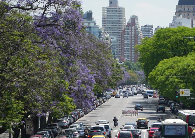 (251111) -- BUENOS AIRES, Nov. 11, 2025 (Xinhua) -- Blooming jacaranda trees are pictured in Buenos Aires, Argentina, Nov. 10, 2025. (Xinhua/Zhang Duo)