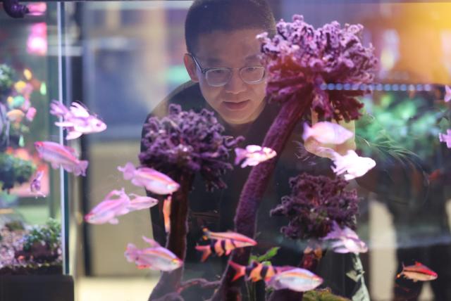 (251111) -- ANSHAN, Nov. 11, 2025 (Xinhua) -- A customer buys ornamental fish at a market in Anshan, northeast China's Liaoning Province, April 10, 2025. In recent years, Anshan, a traditional industrial city, has gained new vitality with the development of a distinctive pet industry cluster that spans pet carrier manufacturing, food processing, and grooming services. (Xinhua/Wu Qinghao)