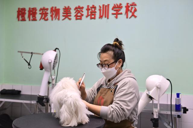 (251111) -- ANSHAN, Nov. 11, 2025 (Xinhua) -- A staff member grooms a pet dog at a pet grooming training school in Tiexi District of Anshan, northeast China's Liaoning Province, Nov. 7, 2025. In recent years, Anshan, a traditional industrial city, has gained new vitality with the development of a distinctive pet industry cluster that spans pet carrier manufacturing, food processing, and grooming services. (Xinhua/Wu Qinghao)
