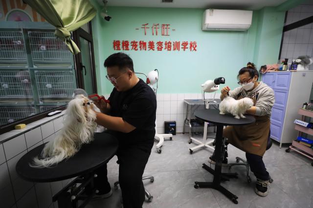 (251111) -- ANSHAN, Nov. 11, 2025 (Xinhua) -- Staff members groom pet dogs at a pet grooming training school in Tiexi District of Anshan, northeast China's Liaoning Province, Nov. 7, 2025. In recent years, Anshan, a traditional industrial city, has gained new vitality with the development of a distinctive pet industry cluster that spans pet carrier manufacturing, food processing, and grooming services. (Xinhua/Yang Qing)