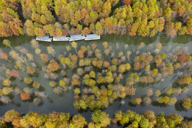 (251111) -- BEIJING, Nov. 11, 2025 (Xinhua) -- An aerial drone photo taken on Nov. 11, 2025 shows tourists taking a boat tour in Fangtang Township of Ningguo City, east China's Anhui Province. (Xinhua/Cao Li)
