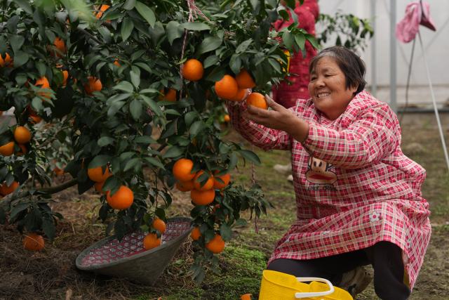 (251111) -- HUZHOU, Nov. 11, 2025 (Xinhua) -- A farmer picks citrus fruits in Lianshi Town of Nanxun District, Huzhou City of east China's Zhejiang Province, on Nov. 11, 2025. The citrus fruits in Lianshi Town have entered the harvest season recently, attracting tourists to enjoy fruit picking here. (Xinhua/Huang Zongzhi)