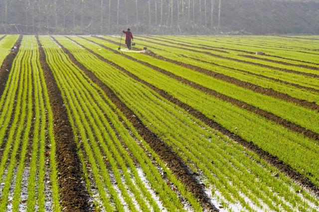 (251111) -- BEIJING, Nov. 11, 2025 (Xinhua) -- A farmer irrigates winter wheat in a field in Zunhua City, north China's Hebei Province, Nov. 11, 2025. As of Nov. 10, nearly 70 percent of the winter wheat has been sowed across the country. (Photo by Liu Mancang/Xinhua)